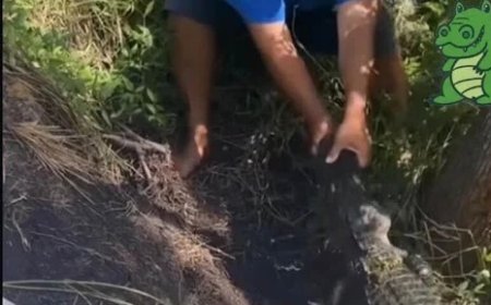 VÍDEO: Jacaré quase arranca mão de homem que tentava dar comida na beira do rio