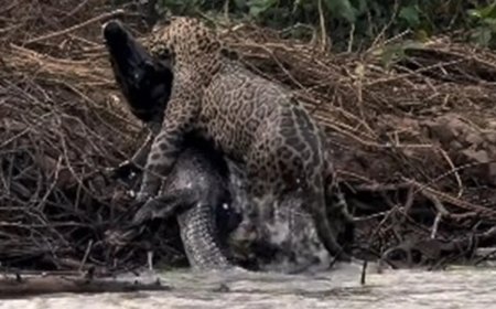 VÍDEO: fotógrafo registra caçada impressionante de onça contra jacaré