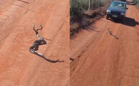 Moradora grava vídeo de duas cobras enroladas: ‘Brigando ou namorando?'