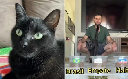 Gato vidente que acertou empate do Brasil faz nova previsão para jogo contra o Haiti