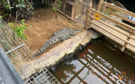 Homem é acusado de jogar menino de 3 anos aos crocodilos em caso que revolta a web