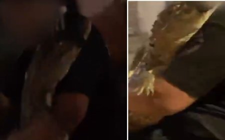 Vídeo viral: adolescente é flagrado levando jacaré em bicicleta e caso vai parar na polícia