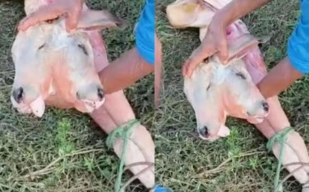 Em caso raro, bezerro nasce com duas cabeças no interior do Maranhão