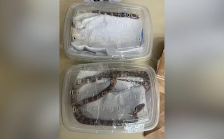 Serpentes vivas são encontradas embaladas como encomendas em agência dos Correios