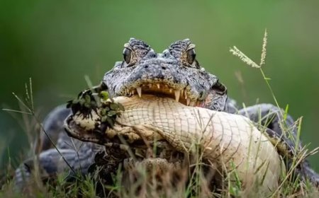 Cena rara: jacaré é flagrado praticando canibalismo no Pantanal