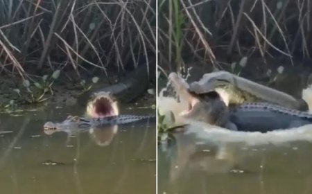 Vídeo impressionante mostra anaconda atacando jacaré em confronto de tirar o fôlego