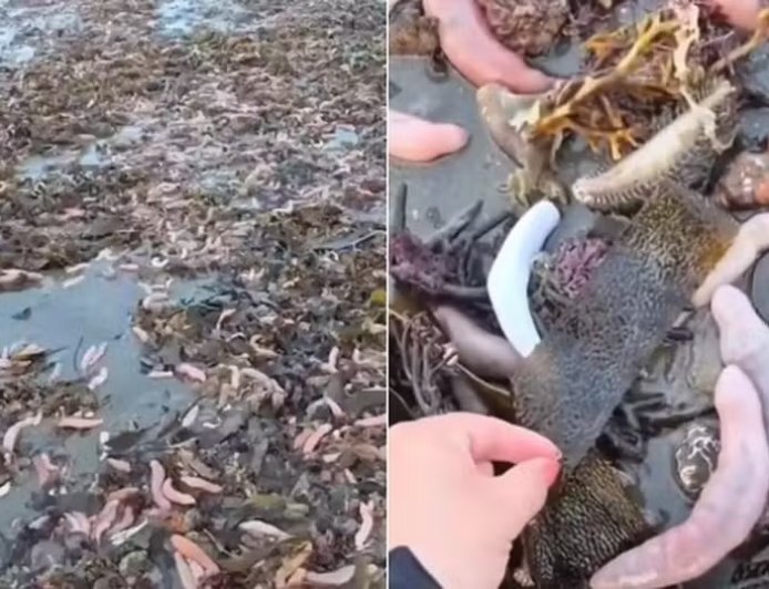 Areia de praia na Argentina é coberta com milhares de 'peixes-pênis'