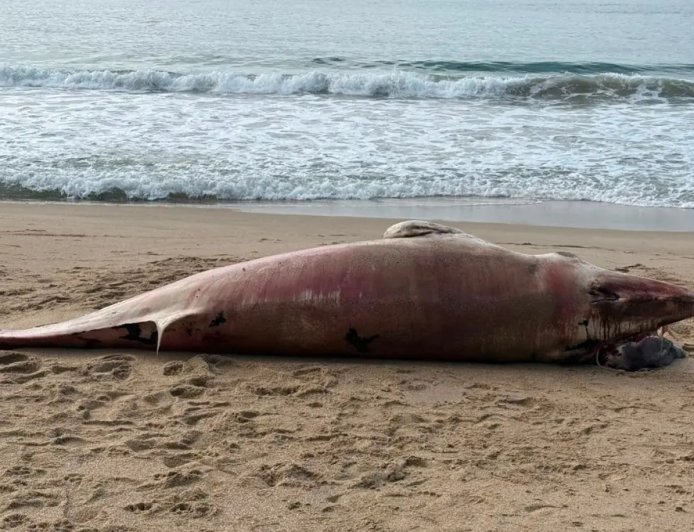 Baleia de 1,5 tonelada é encontrada morta em praia de Balneário Camboriú