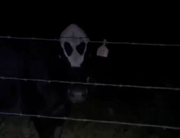 'Vaca alienígena' causa espanto ao ser iluminada em zona rural