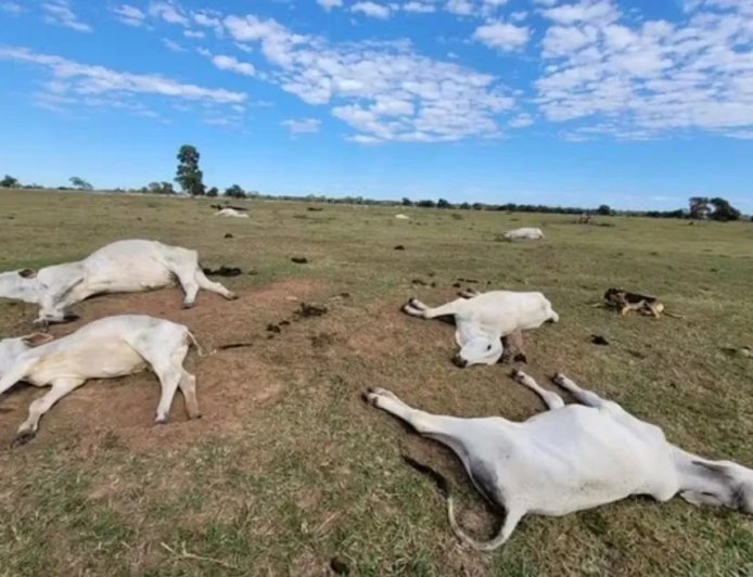 Frio extremo mata 83 bois em fazendas no Mato Grosso do Sul