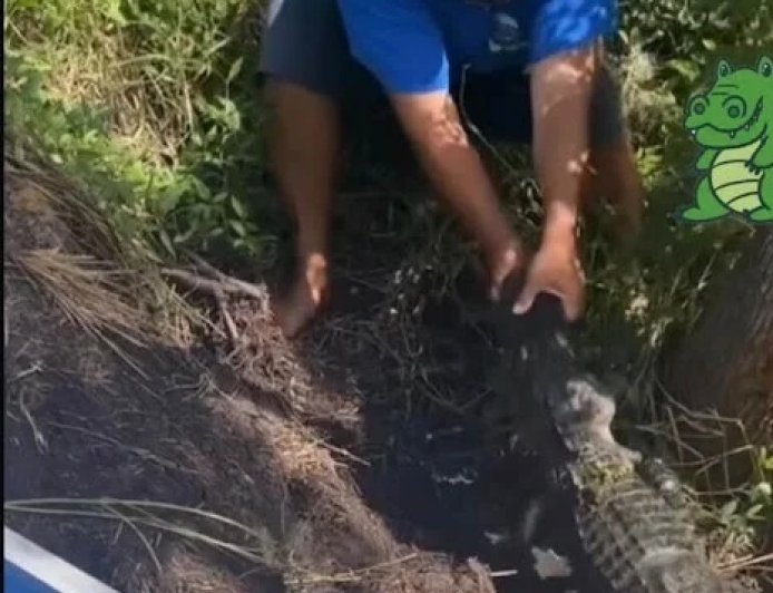 VÍDEO: Jacaré quase arranca mão de homem que tentava dar comida na beira do rio
