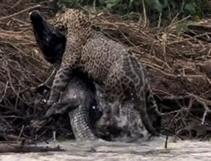 VÍDEO: fotógrafo registra caçada impressionante de onça contra jacaré