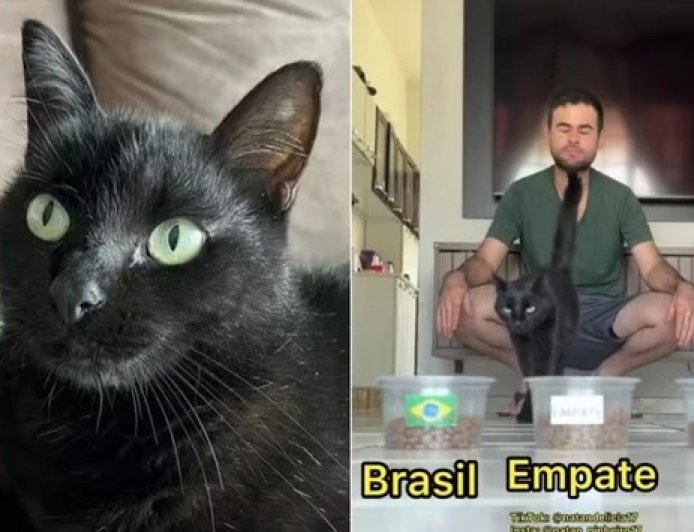 Gato vidente que acertou empate do Brasil faz nova previsão para jogo contra o Haiti