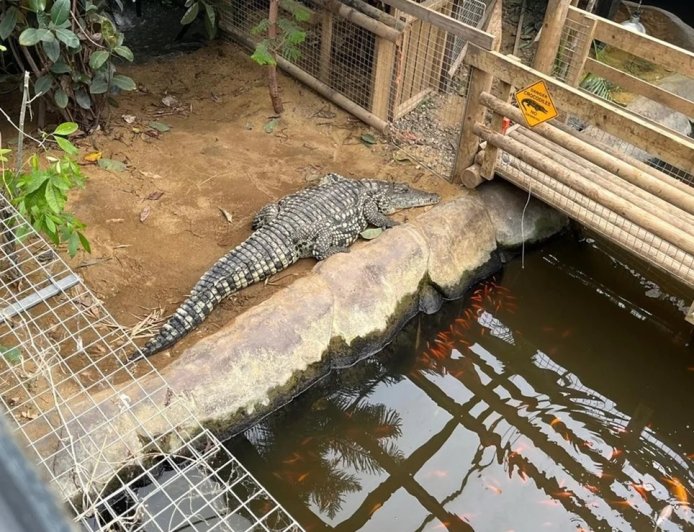 Homem é acusado de jogar menino de 3 anos aos crocodilos em caso que revolta a web