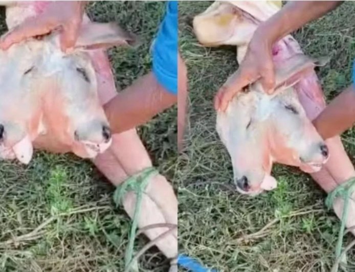 Em caso raro, bezerro nasce com duas cabeças no interior do Maranhão