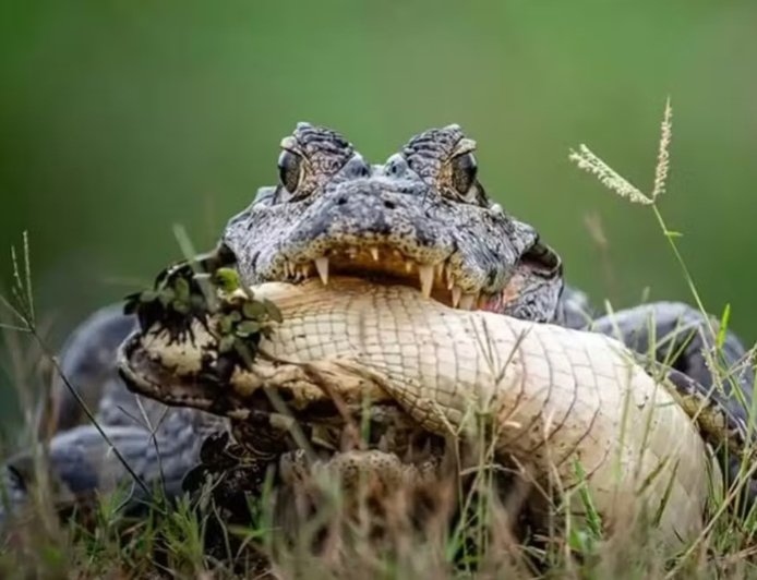 Cena rara: jacaré é flagrado praticando canibalismo no Pantanal