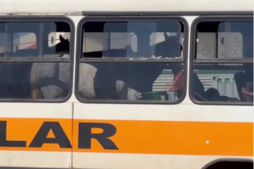 Produtor rural usa ônibus de estudantes para carregar cavalos em vaquejada
