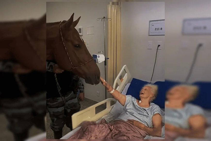 Conheça o cavalo da Polícia Militar virou terapeuta dentro de hospital