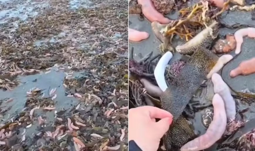 Areia de praia na Argentina é coberta com milhares de 'peixes-pênis'