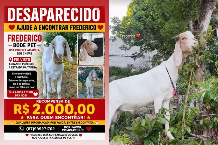 Cadê o Frederico? Mulher oferece R$ 2 mil para achar bode desaparecido