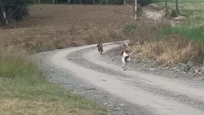 Vídeo impressionante mostra cachorro enfrentando onça-parda e espantando felino em Santa Catarina