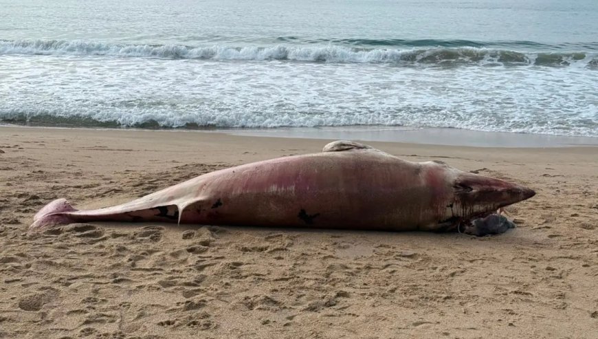 Baleia de 1,5 tonelada é encontrada morta em praia de Balneário Camboriú