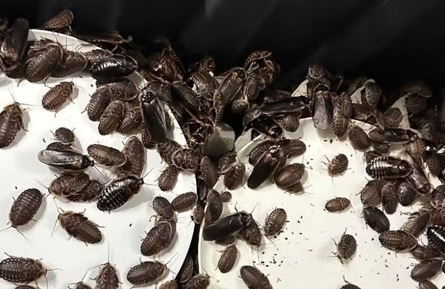 Mais de 100 mil baratas avaliadas em cerca de R$ 700 mil são apreendidas