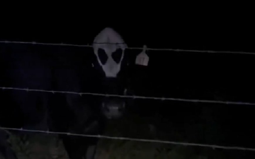 'Vaca alienígena' causa espanto ao ser iluminada em zona rural