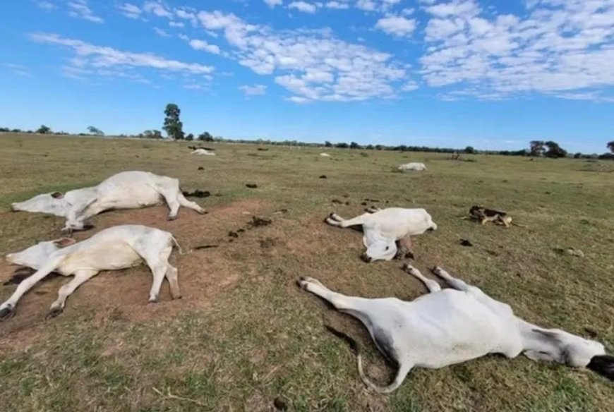 Frio extremo mata 83 bois em fazendas no Mato Grosso do Sul