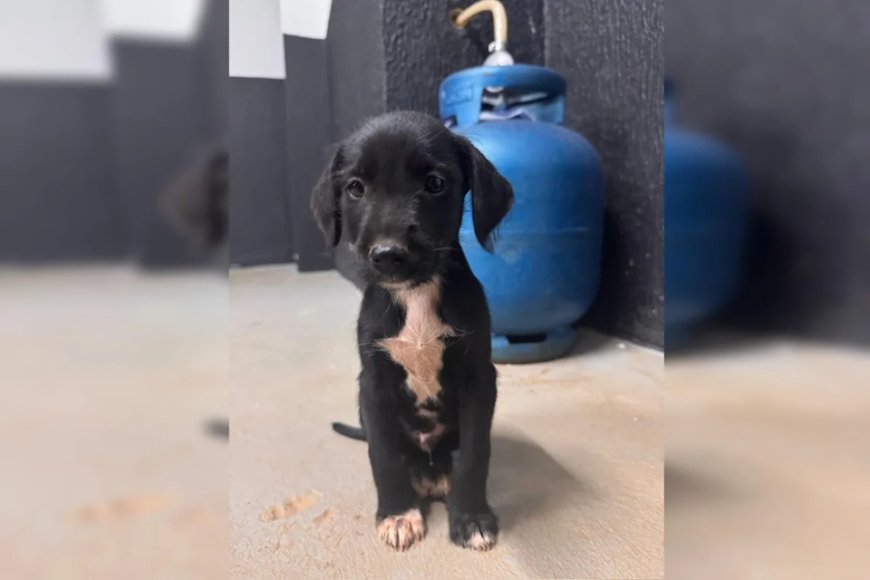 Filhote de cachorro é vítima de abuso sexual em "favelinha"