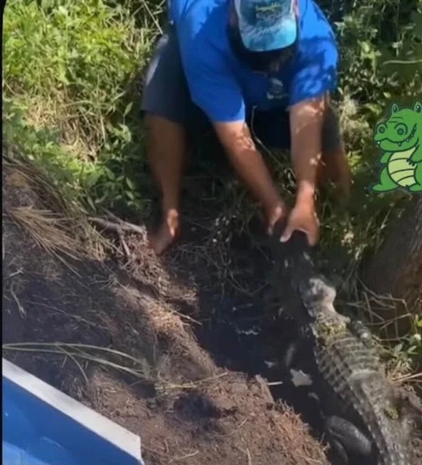 VÍDEO: Jacaré quase arranca mão de homem que tentava dar comida na beira do rio