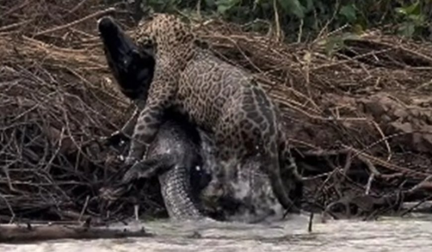 VÍDEO: fotógrafo registra caçada impressionante de onça contra jacaré
