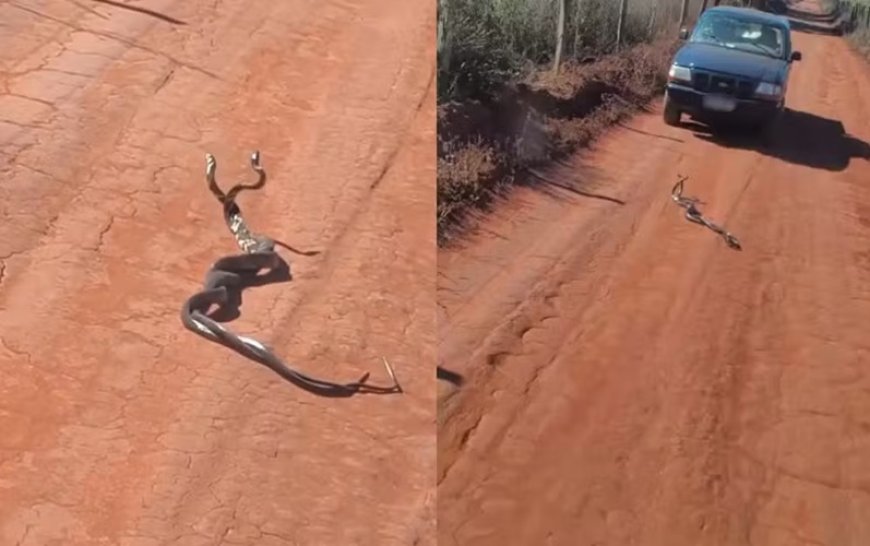 Moradora grava vídeo de duas cobras enroladas: ‘Brigando ou namorando?'