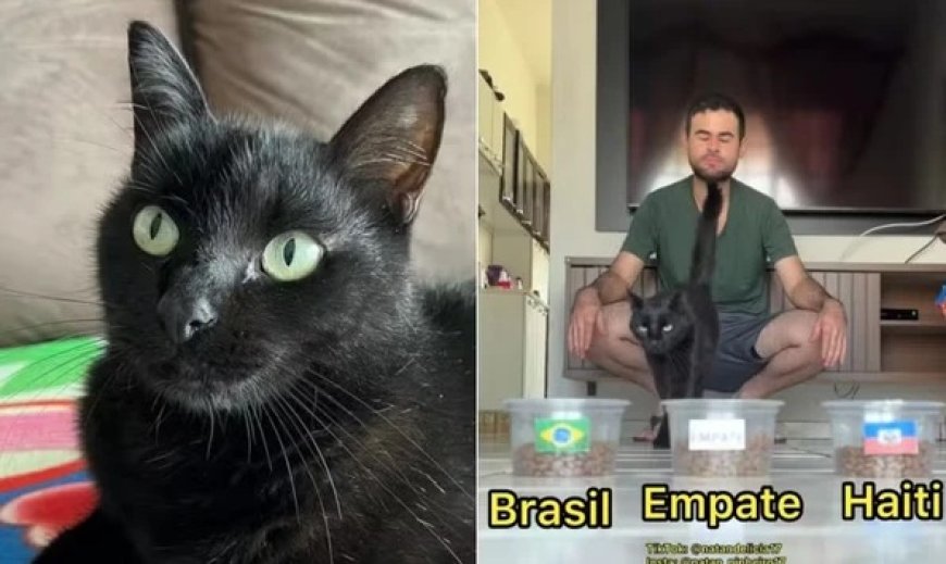 Gato vidente que acertou empate do Brasil faz nova previsão para jogo contra o Haiti