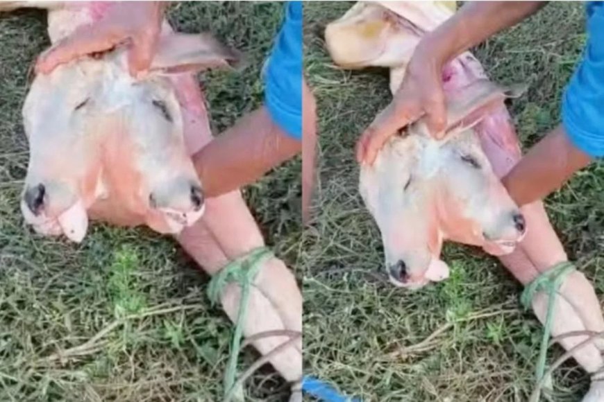 Em caso raro, bezerro nasce com duas cabeças no interior do Maranhão