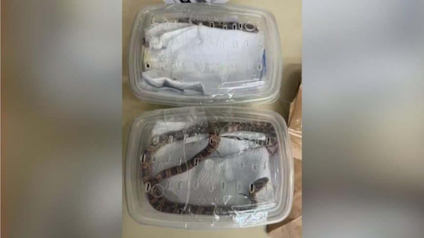 Serpentes vivas são encontradas embaladas como encomendas em agência dos Correios