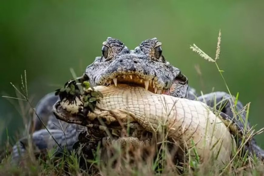 Cena rara: jacaré é flagrado praticando canibalismo no Pantanal