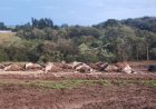 Tragédia no campo: 32 vacas morrem eletrocutadas após rompimento de cabo de energia