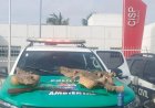 Polícia encontra espingarda e peles de três jacarés durante operação em Alagoas