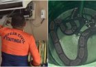 Jiboia é resgatada dentro de aparelho de ar-condicionado