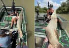 "Garota-Bagre" viraliza ao capturar peixes gigantes apenas com as mãos