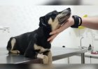 Mulher que enterrou cadela prenha viva é denunciada e pode pagar R$ 41 mil; laudo de arrepiar mostra que animal tentou cavar para sobreviver!