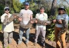 Concurso oferece mais de R$ 51 mil para o caçador que matar mais cobras invasoras
