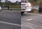 Homem puxa onça-parda pelo rabo no meio de rodovia. Veja vídeo