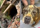 Cão se assusta com fogos de artifício e cai em poço de quase 5 metros