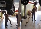 VÍDEO: jiboia é resgatada escondida em motor de carro