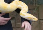 Mulher tenta embarcar com cobra píton escondida no sutiã e acaba descoberta
