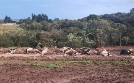 Tragédia no campo: 32 vacas morrem eletrocutadas após rompimento de cabo de energia