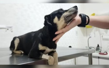 Mulher que enterrou cadela prenha viva é denunciada e pode pagar R$ 41 mil; laudo de arrepiar mostra que animal tentou cavar para sobreviver!