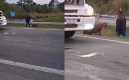 Homem puxa onça-parda pelo rabo no meio de rodovia. Veja vídeo
